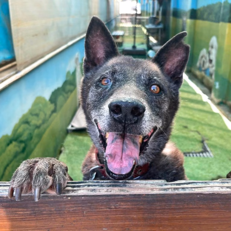 The dog, from the shelter's listing