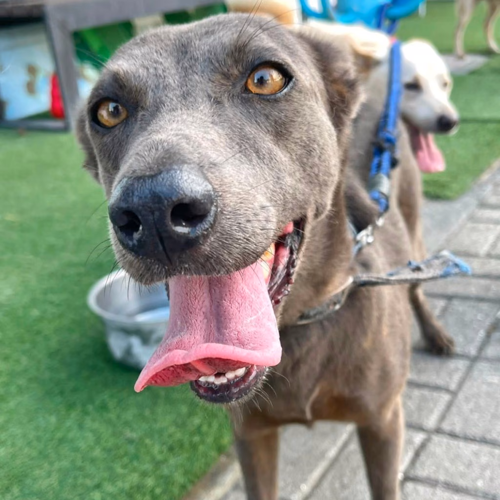 The dog, from the shelter's listing