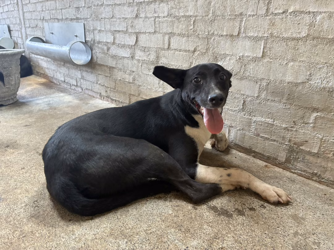 The dog, from the shelter's listing
