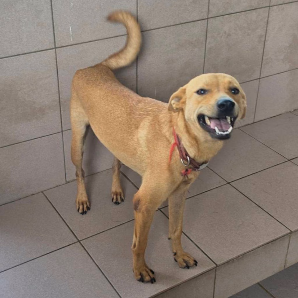 The dog, from the shelter's listing