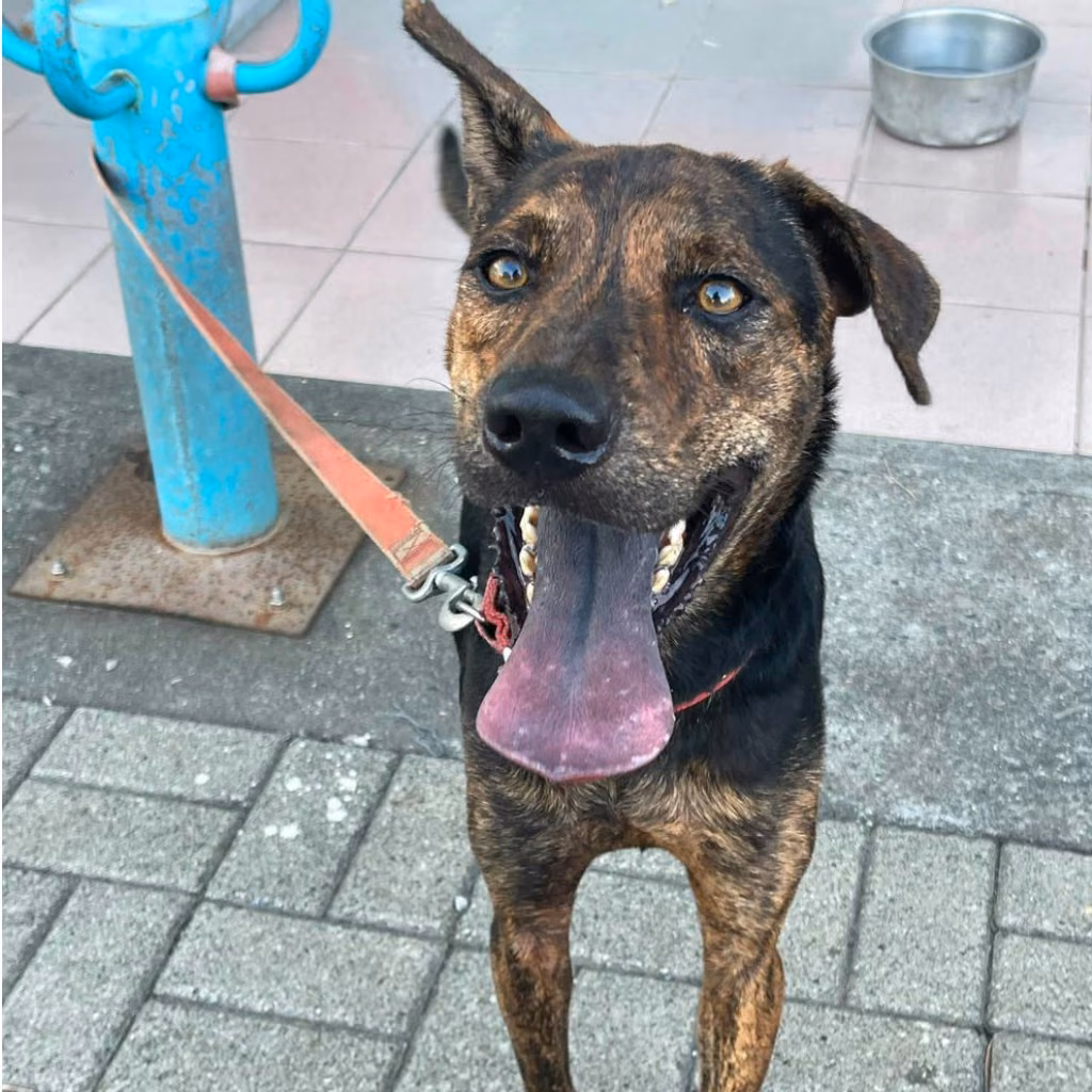 The dog, from the shelter's listing