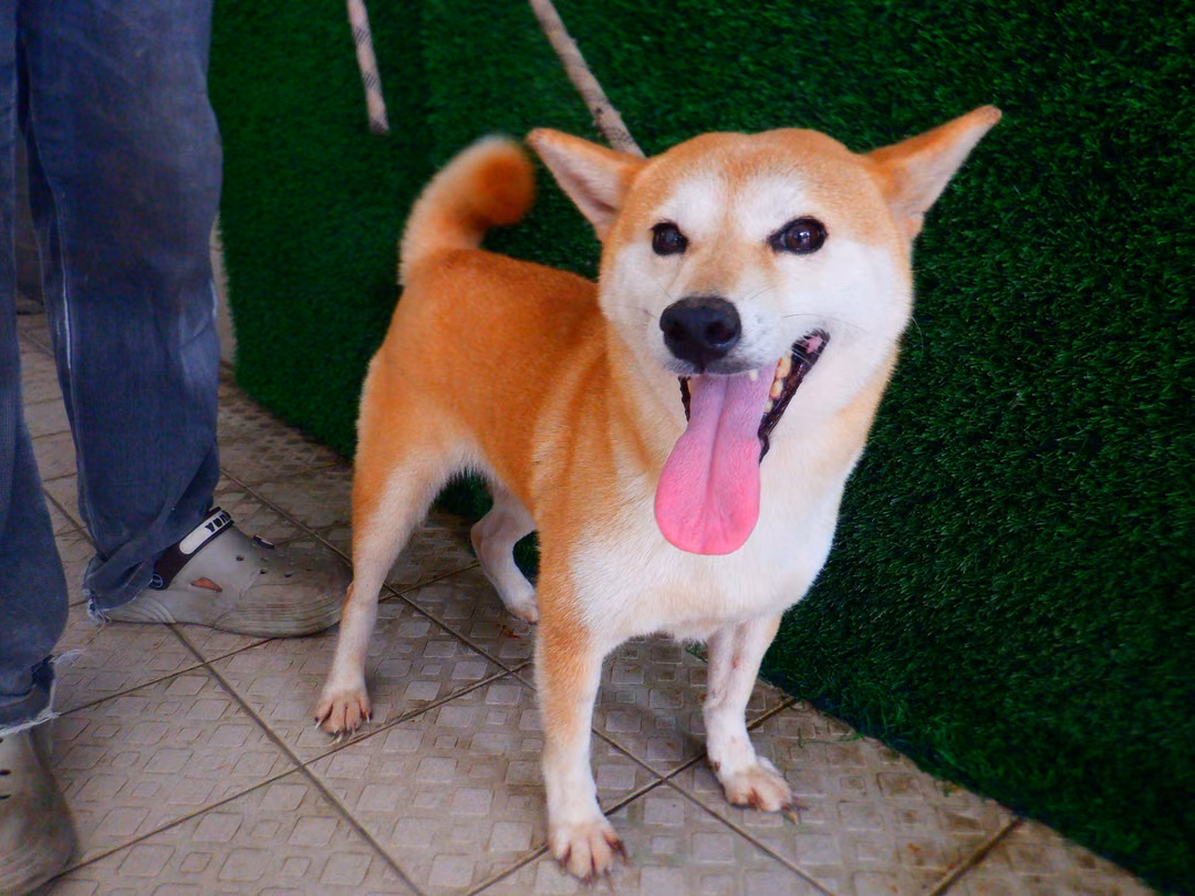 The dog, from the shelter's listing