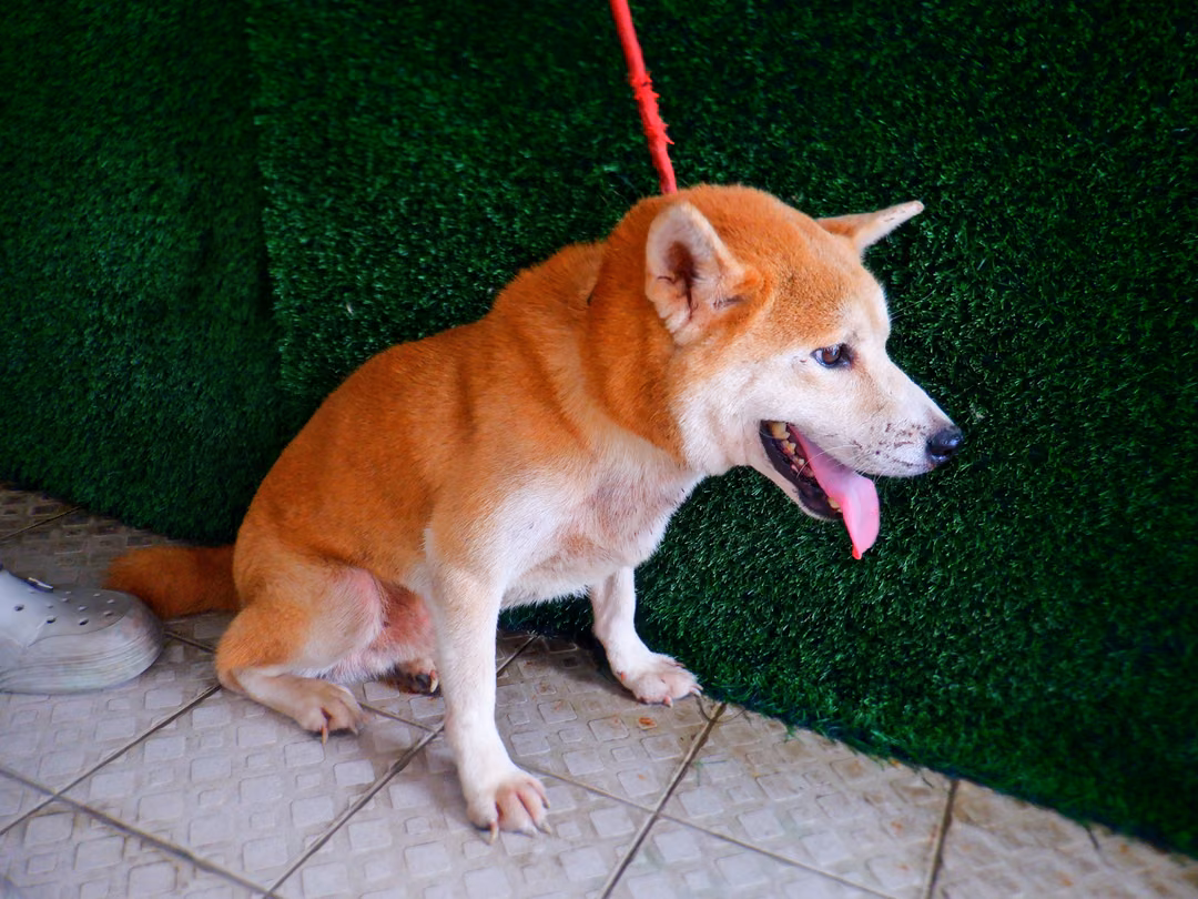 The dog, from the shelter's listing