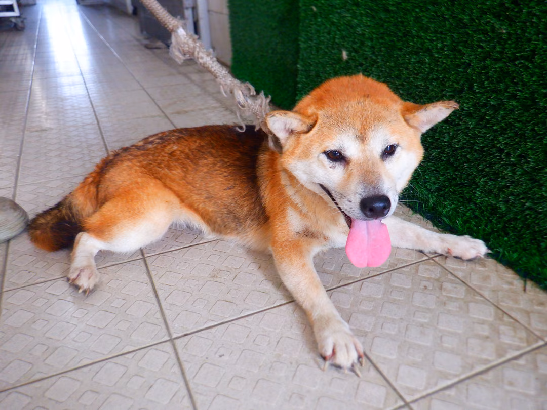 The dog, from the shelter's listing