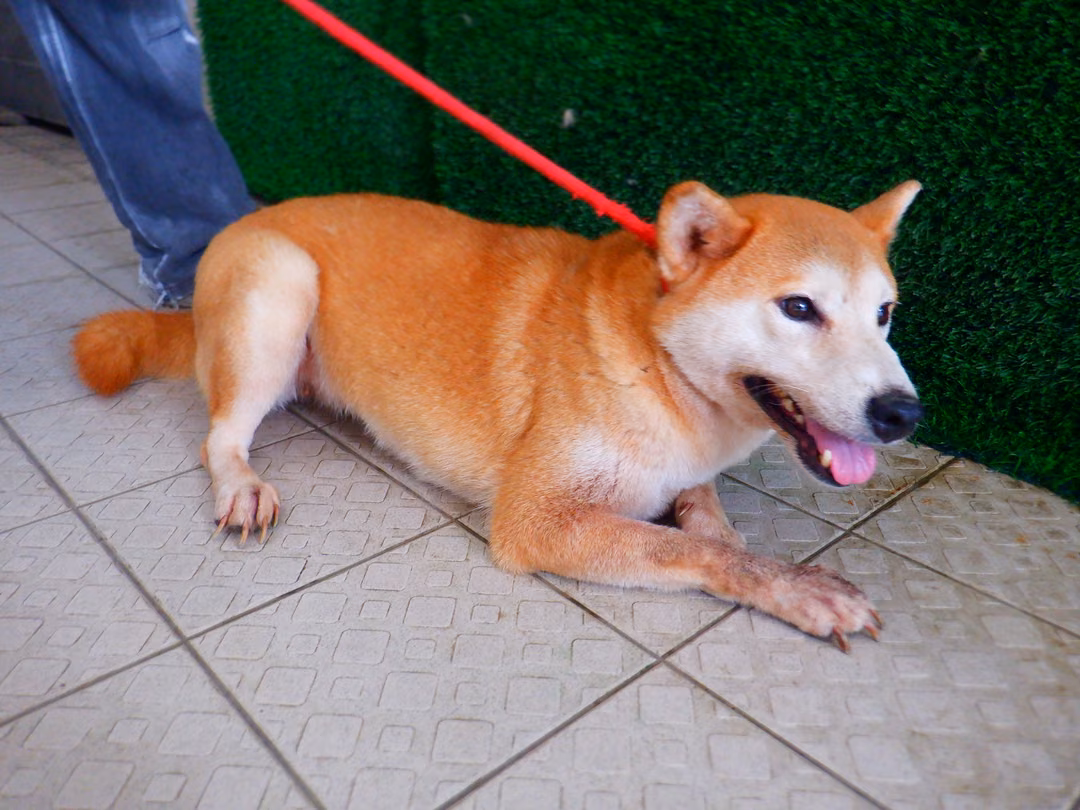 The dog, from the shelter's listing
