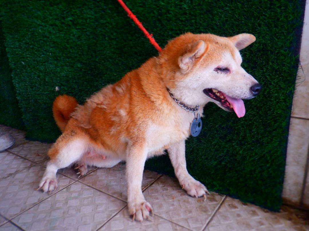 The dog, from the shelter's listing