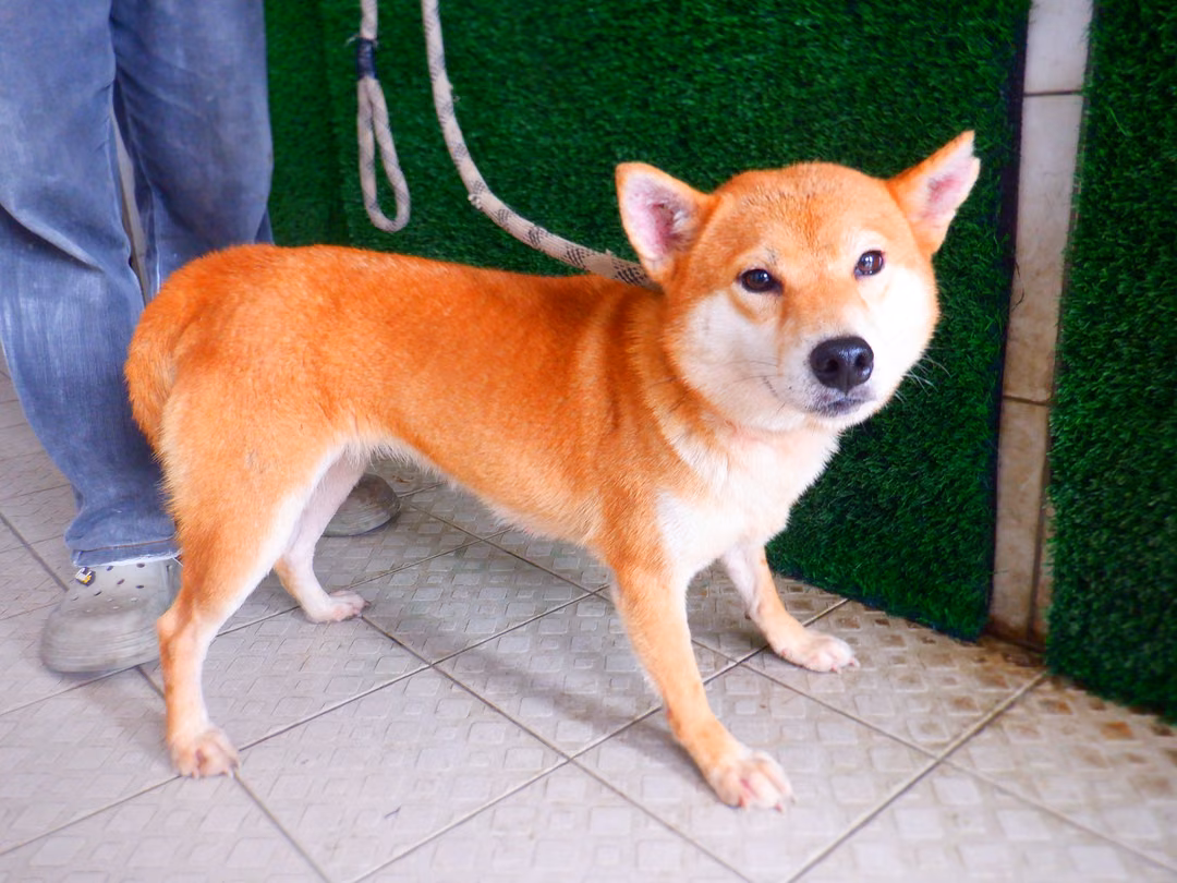 The dog, from the shelter's listing