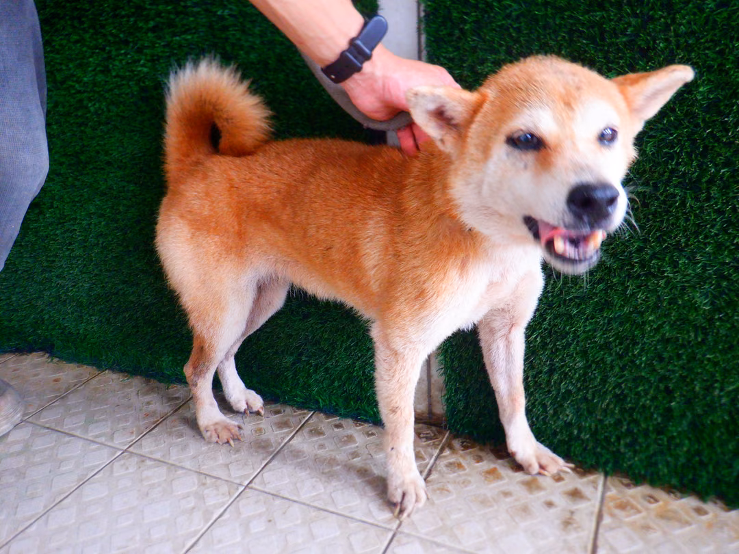 The dog, from the shelter's listing