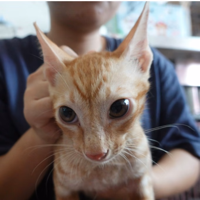 The cat, from the shelter's listing