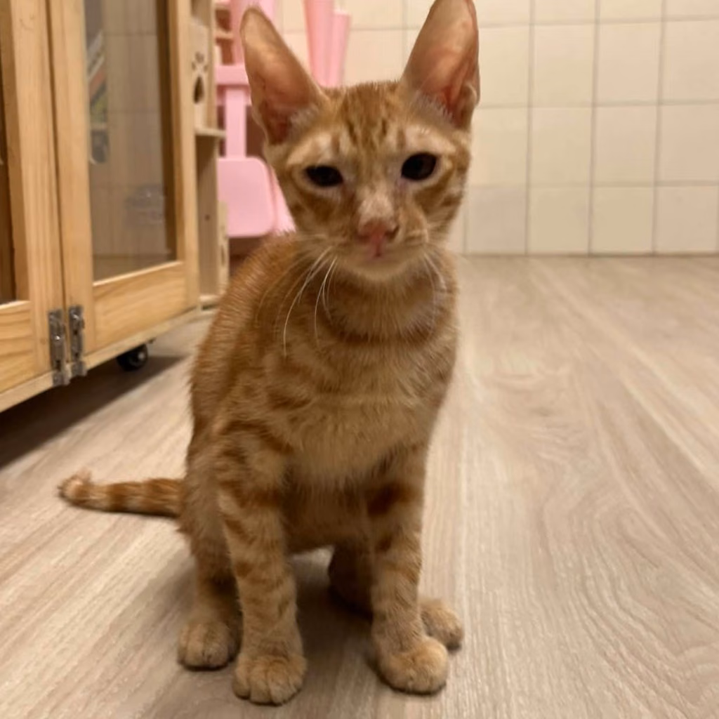 The cat, from the shelter's listing
