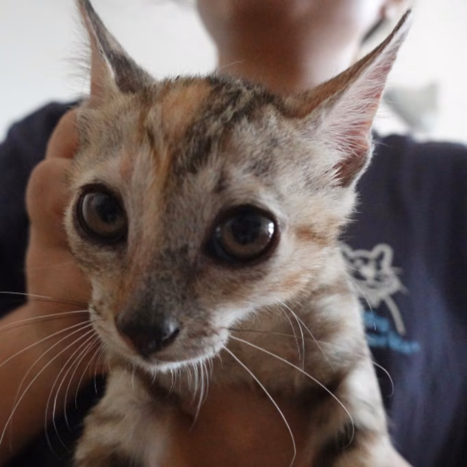 The cat, from the shelter's listing