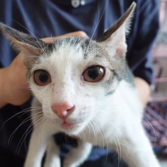 The cat, from the shelter's listing