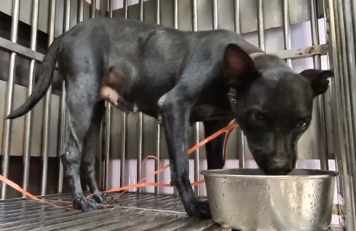 The dog, from the shelter's listing