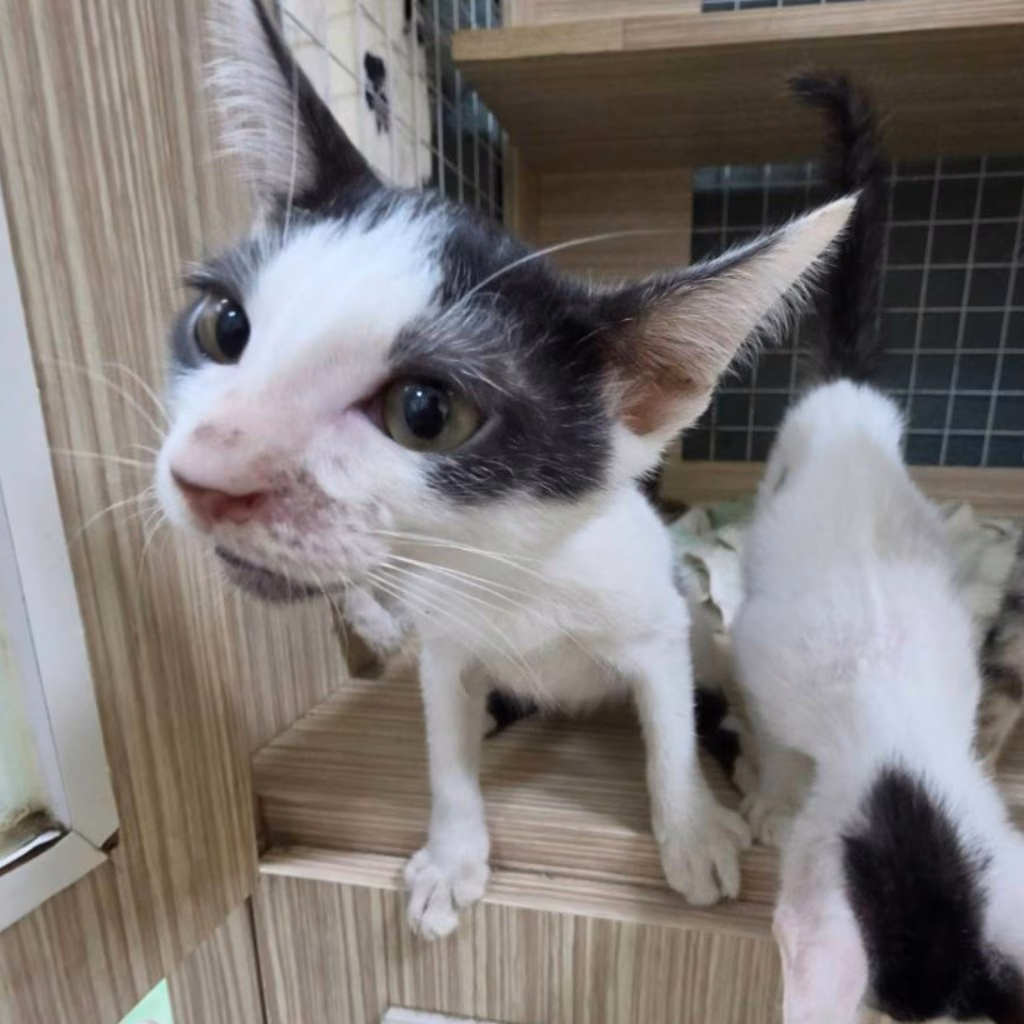 The cat, from the shelter's listing