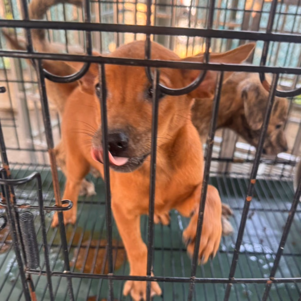 The dog, from the shelter's listing