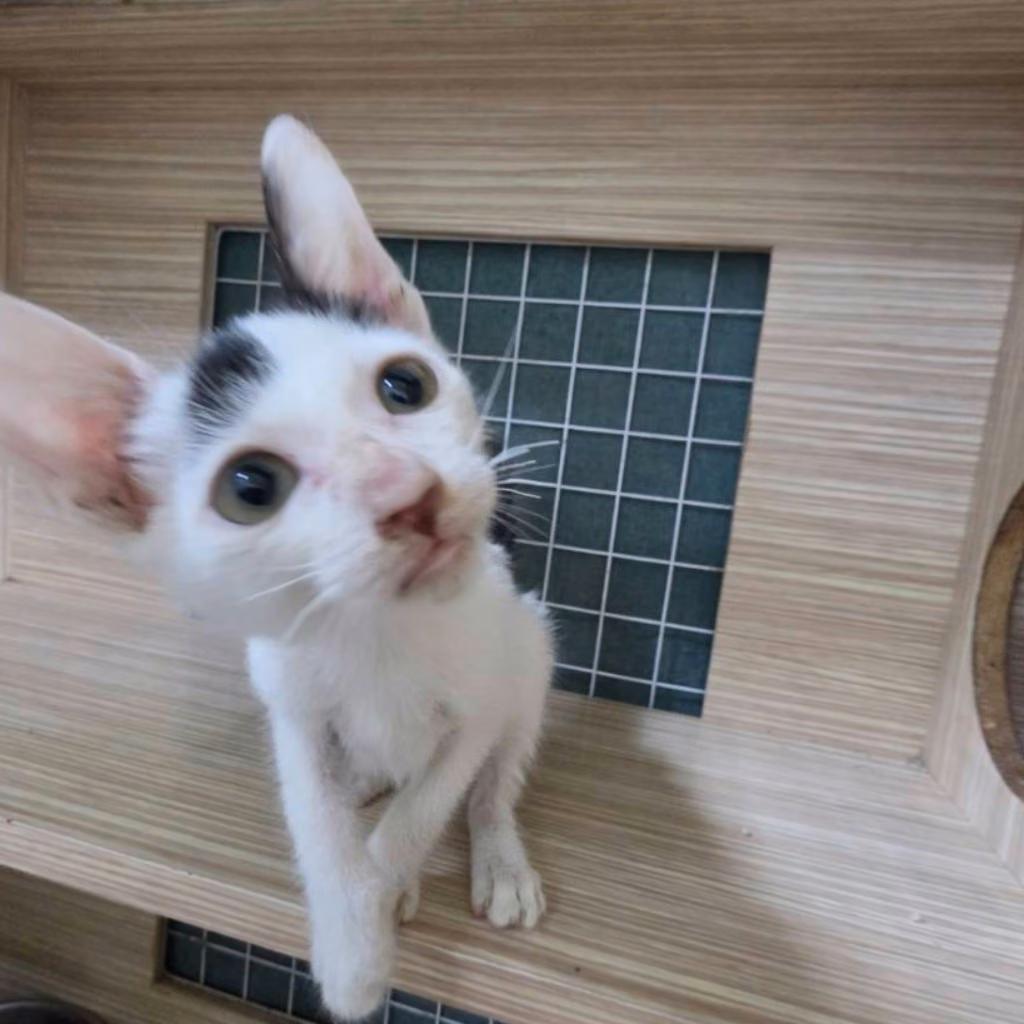 The cat, from the shelter's listing