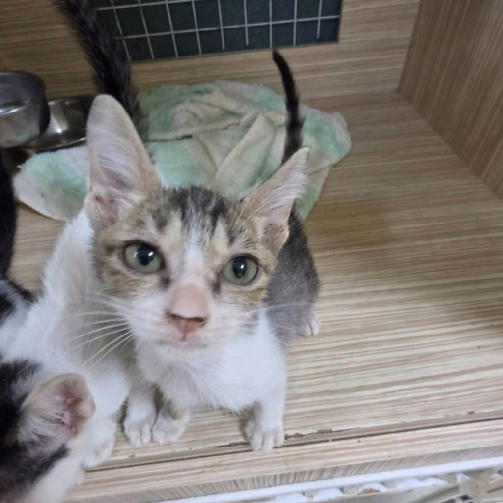 The cat, from the shelter's listing