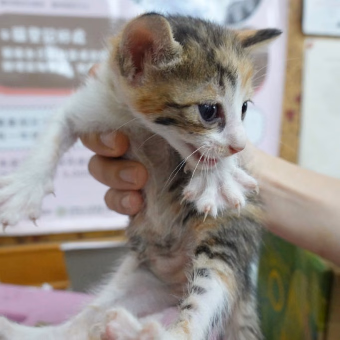 The cat, from the shelter's listing