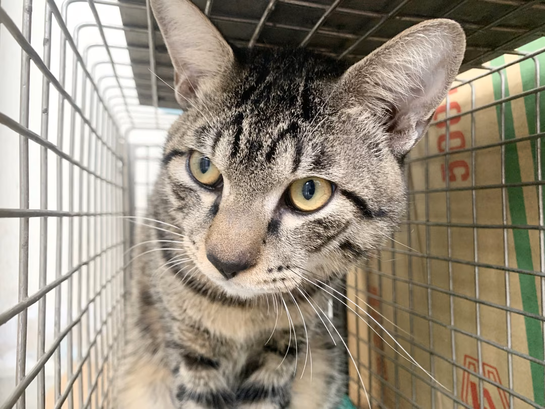The cat, from the shelter's listing