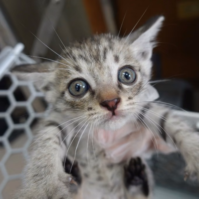 The cat, from the shelter's listing