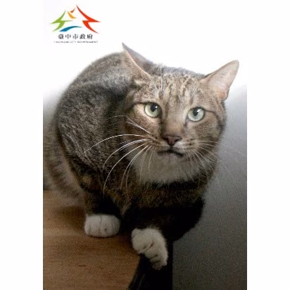 The cat, from the shelter's listing