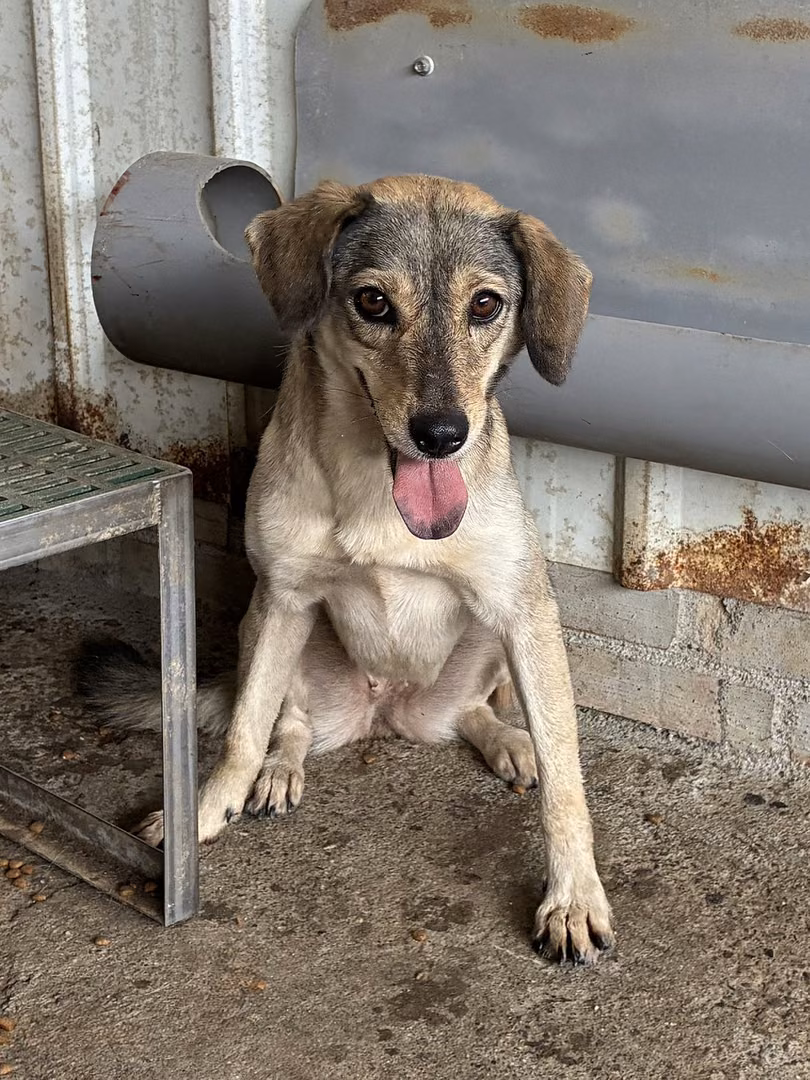 The dog, from the shelter's listing