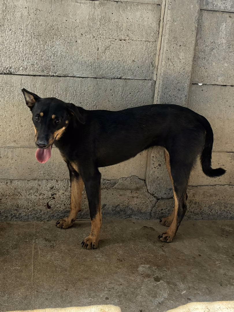 The dog, from the shelter's listing