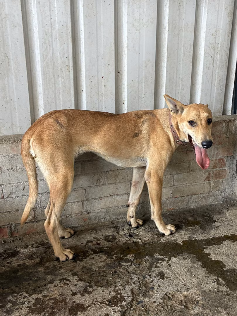 The dog, from the shelter's listing