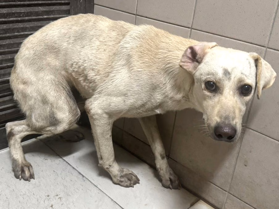 The dog, from the shelter's listing
