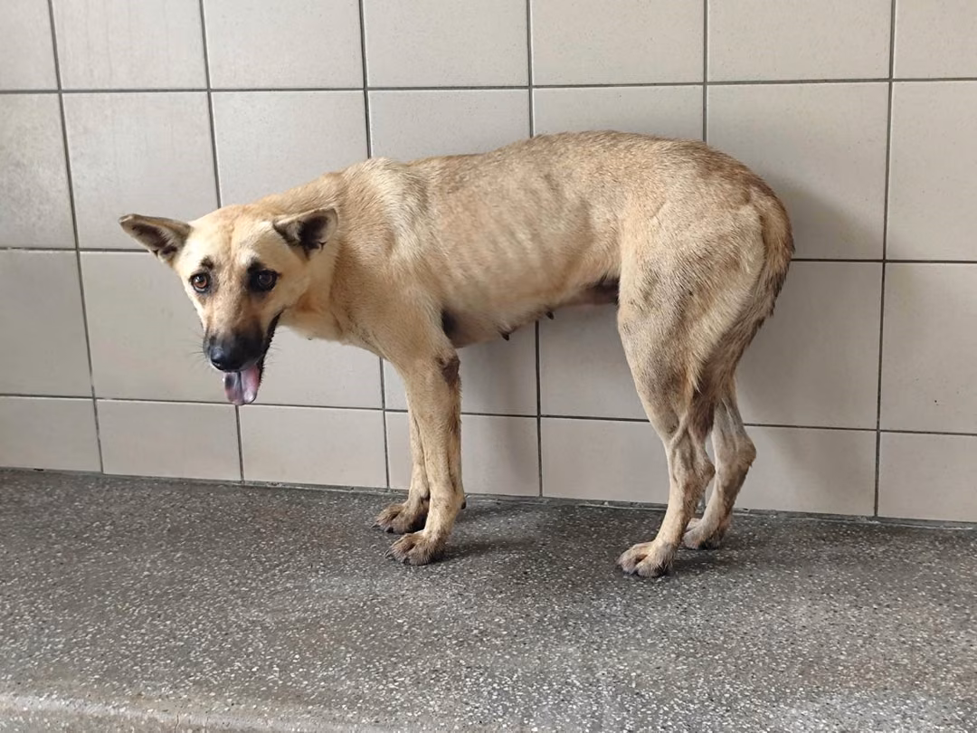 The dog, from the shelter's listing