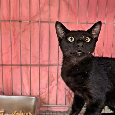The cat, from the shelter's listing