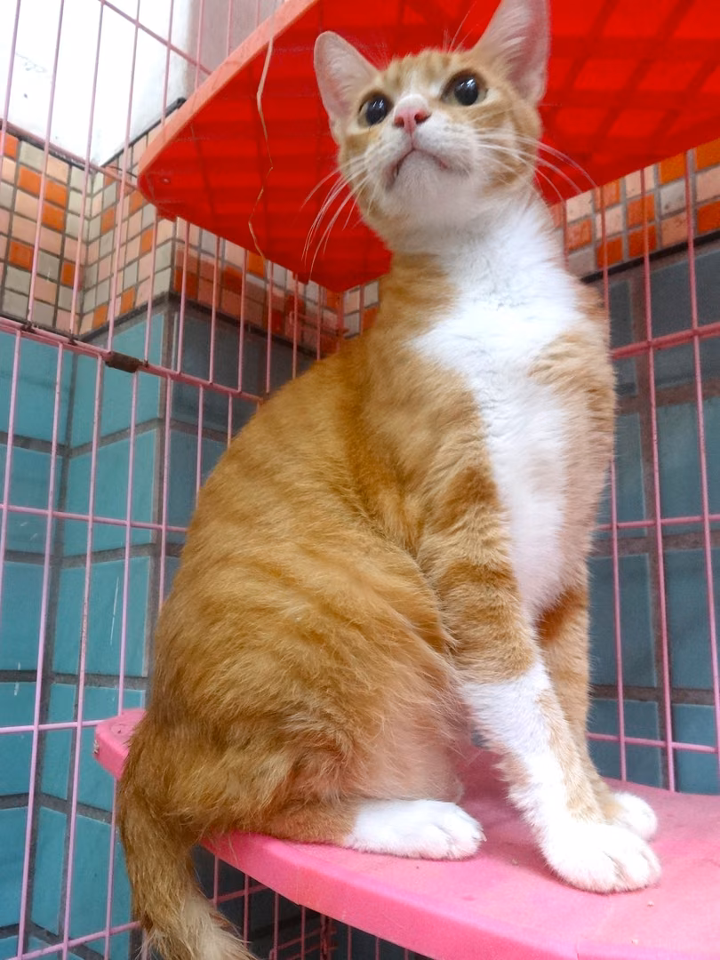 The cat, from the shelter's listing