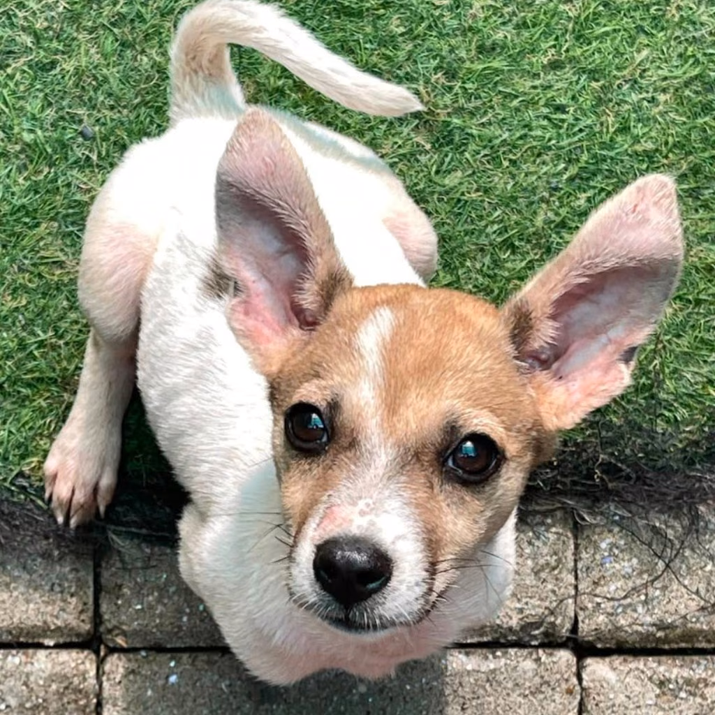 The dog, from the shelter's listing