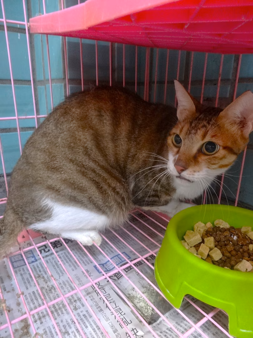 The cat, from the shelter's listing