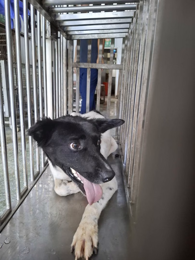 The dog, from the shelter's listing