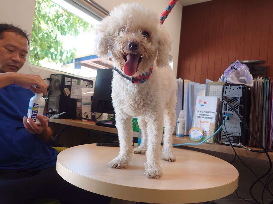 The dog, from the shelter's listing