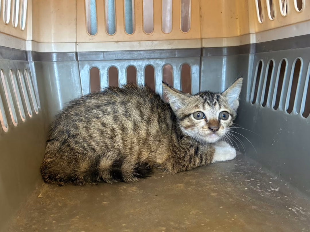 The cat, from the shelter's listing