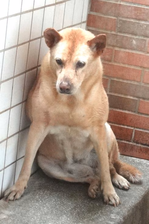 The dog, from the shelter's listing