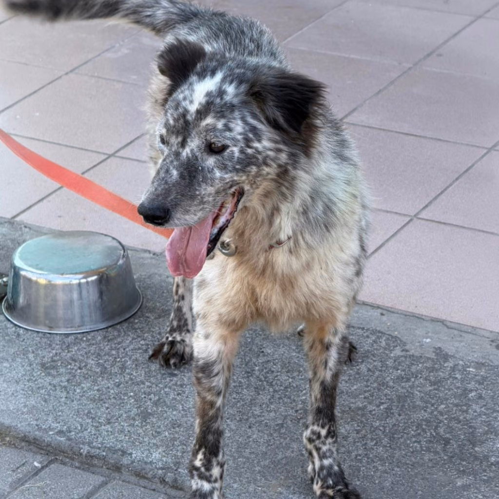 The dog, from the shelter's listing