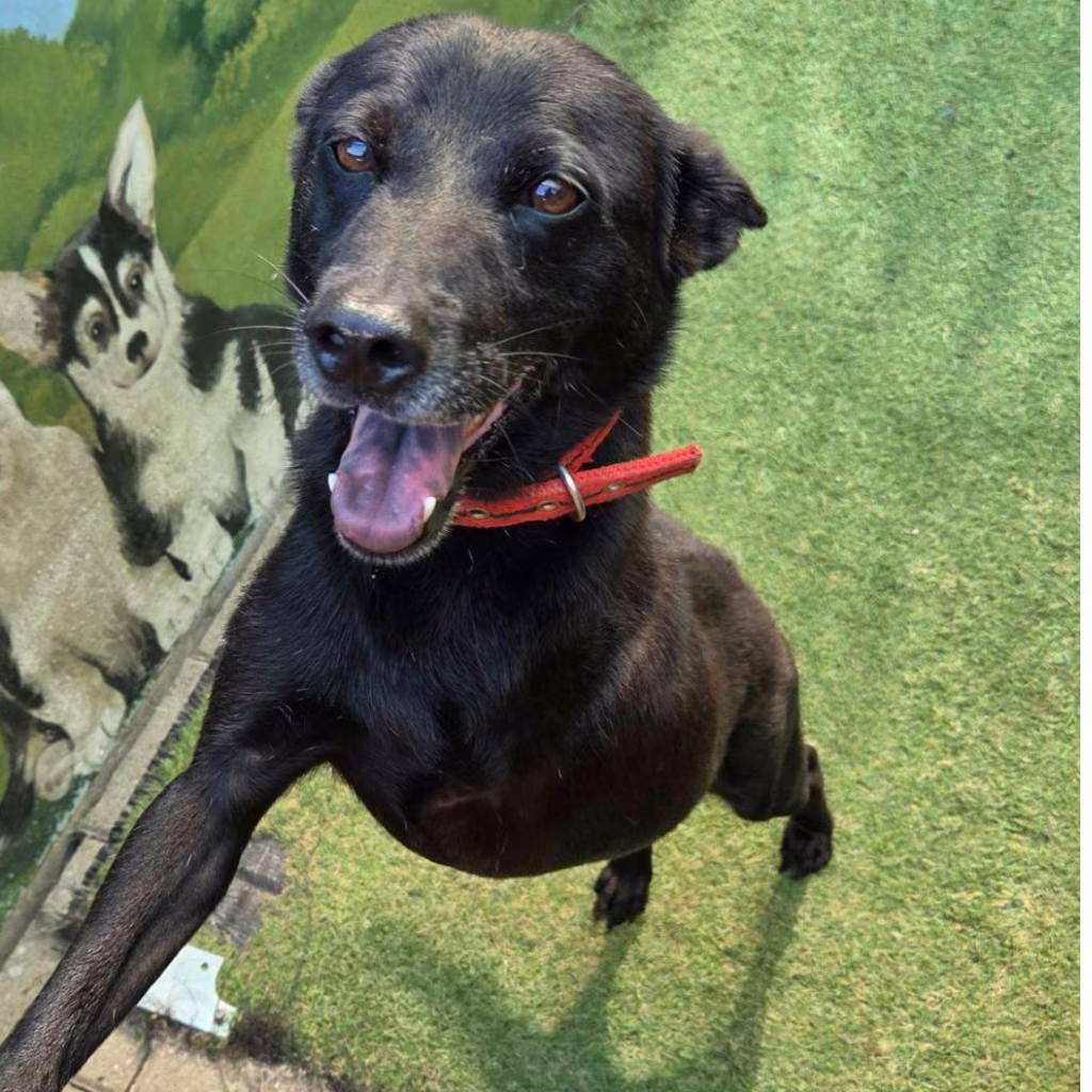 The dog, from the shelter's listing