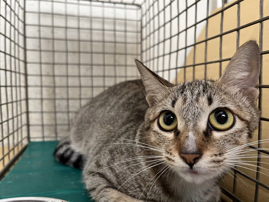 The cat, from the shelter's listing