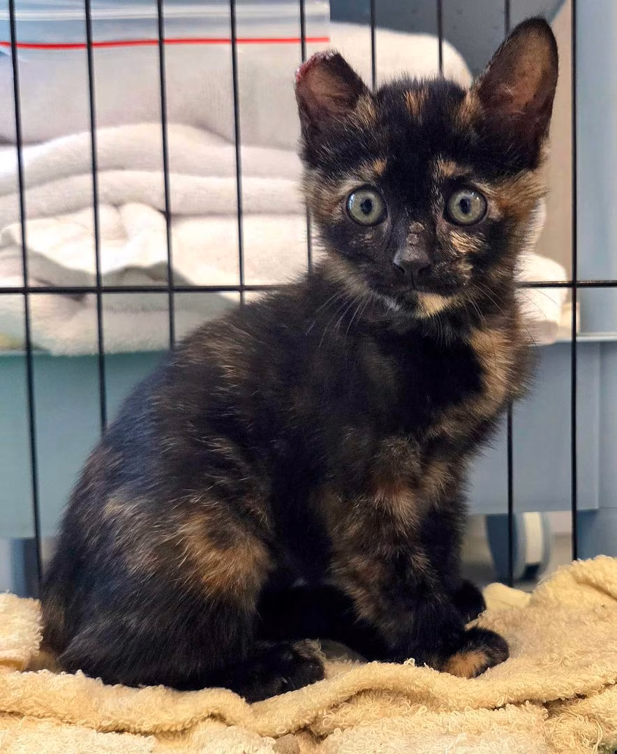 The cat, from the shelter's listing