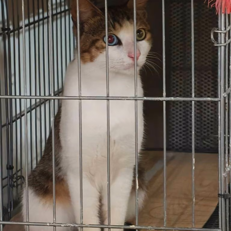 The cat, from the shelter's listing