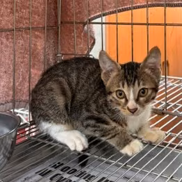 The cat, from the shelter's listing