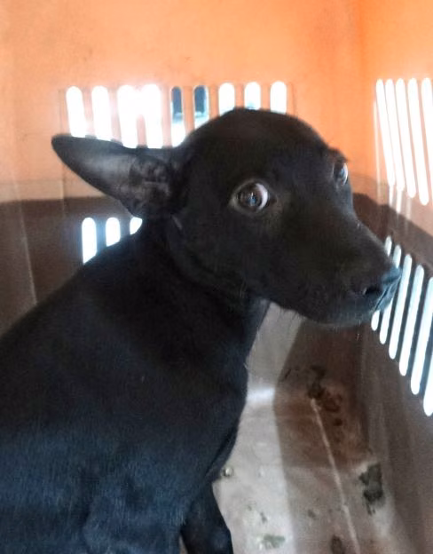 The dog, from the shelter's listing