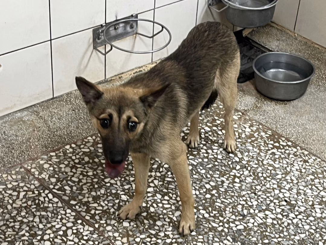 The dog, from the shelter's listing