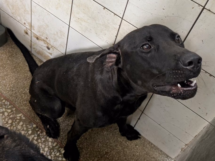 The dog, from the shelter's listing