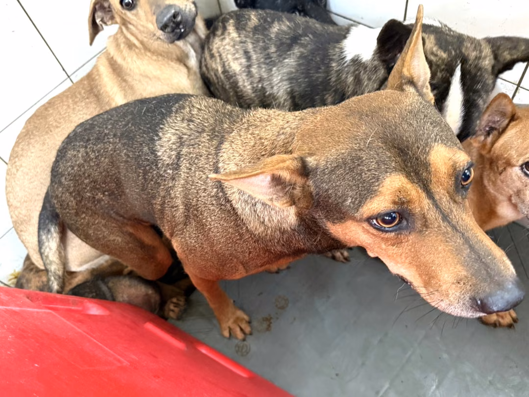The dog, from the shelter's listing