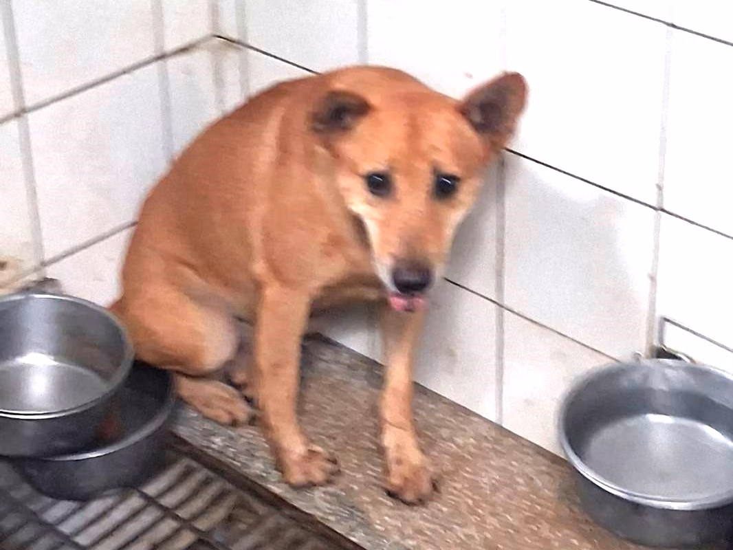 The dog, from the shelter's listing
