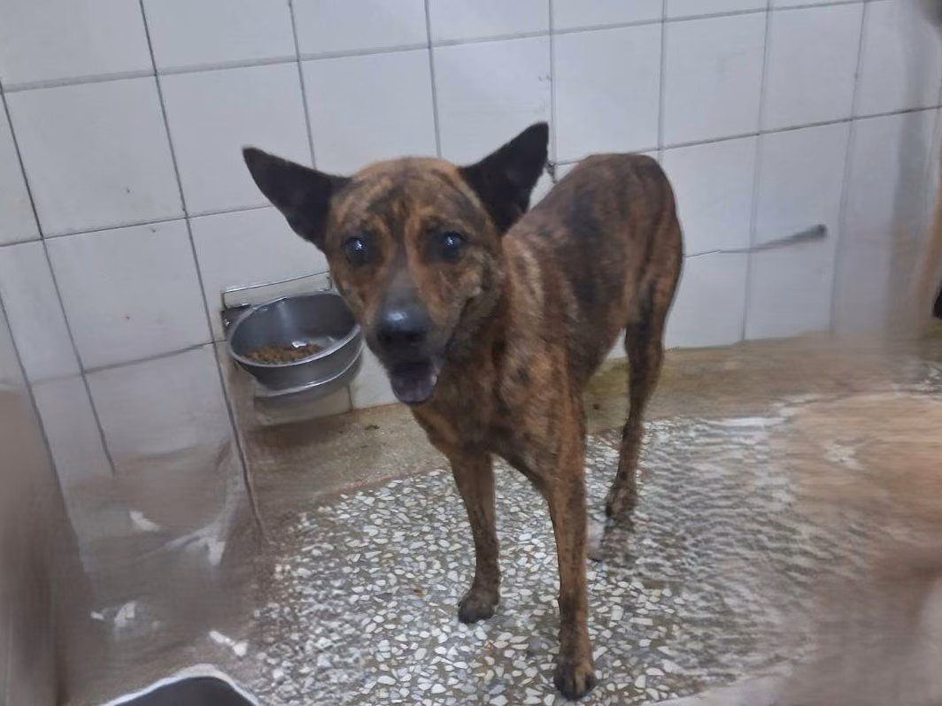 The dog, from the shelter's listing